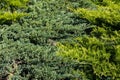 Natural background of green juniper bushes Royalty Free Stock Photo