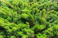 Natural background of green juniper bushes Royalty Free Stock Photo