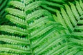 green leaf of fern close up