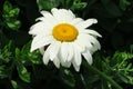 white daisy Royalty Free Stock Photo