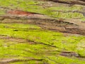 Natural background of green lichens on redwood bark Royalty Free Stock Photo
