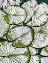 Green lily pads floating in pond. top view Royalty Free Stock Photo