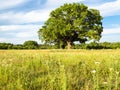 Green meadow with old oak tree on summer day Royalty Free Stock Photo