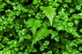 Natural background of green mint and leavers of fern. Flora of the rainforest.