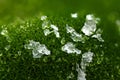 Natural background. Green moss close-up with Large Depth of Field DOF. With drops of water and pieces of ice. Macro view Royalty Free Stock Photo