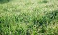 NATURAL BACKGROUND OF GREEN  GRASS WITH A BLURY BACKGROUND Royalty Free Stock Photo