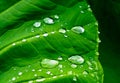 natural background of green plant leaf with raindrops Royalty Free Stock Photo