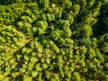 Natural background of green trees of the forest on a sunny summer day. The concept of a healthy environment. Aerial view Royalty Free Stock Photo