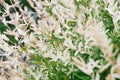 Natural background. Haruki nikishiri Willow branch Royalty Free Stock Photo