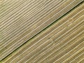 Natural background. Harvested rice field. Straw forms oblique lines in the field.