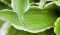 Natural background. Hosta Funkia, Plantain Lilies in the garden. Close-up green leaves with white border Royalty Free Stock Photo