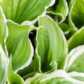 Natural background. Hosta Funkia, Plantain Lilies in the garden. Close-up green leaves with white border Royalty Free Stock Photo