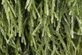 Natural background of Huperzia, resembles a fern. The leaves are green, and make a vertical garden
