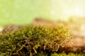 Natural background with hypnum moss in the foreground and tree bark in blur, warm sun with bokeh and copy space Royalty Free Stock Photo