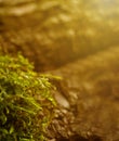 Natural background with hypnum moss in the foreground and tree bark in blur, warm sun with bokeh and copy space Royalty Free Stock Photo