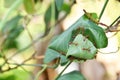 Green leaves have many red ants, natural background images.