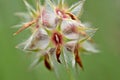 Inflorescence of Trifolium stellatum Royalty Free Stock Photo