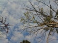 Natural background of jackfruit tree branches with sky and clouds above Royalty Free Stock Photo