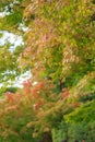 Natural background of Japanese maple leave in autumn season at Kyoto Royalty Free Stock Photo