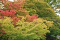 Natural background of Japanese maple leave in autumn season at Kyoto Royalty Free Stock Photo