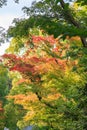 Natural background of Japanese maple leave in autumn season at Kyoto Royalty Free Stock Photo