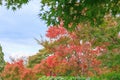 Natural background of Japanese maple leave in autumn season at Kyoto Royalty Free Stock Photo