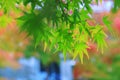 Natural background of Japanese maple leave in autumn season at Kyoto Royalty Free Stock Photo
