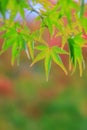 Natural background of Japanese maple leave in autumn season at Kyoto Royalty Free Stock Photo