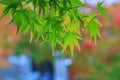 Natural background of Japanese maple leave close up in autumn season at Japan Royalty Free Stock Photo