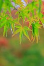 Natural background of Japanese maple leave close up in autumn season at Japan Royalty Free Stock Photo