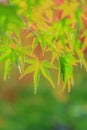 Natural background of Japanese maple leave close up in autumn season at Kyoto Royalty Free Stock Photo