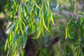 Natural background with jarrah leaves