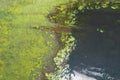 natural background lake swamp in the steppe fragment. green beach and water, abstract fragment nature aerial reflection