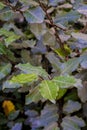 Bay leaves in the camping garden