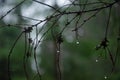natural background, leafless branch with raindrops