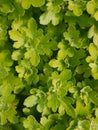 Natural background with leaves. Fresh light green colour.