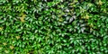 Natural background from leaves. wall are covered with green leaves of wild ornamental grapes, banner Royalty Free Stock Photo