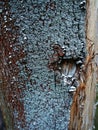 Natural background, lichens on a tree bark