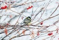 background with little bird tit sitting on Rowan branches with juicy ripe bunches of red berries in winter Park Royalty Free Stock Photo