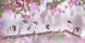 Natural background with little funny birds sparrows sitting on a branch blooming with pink buds in a may spring garden Royalty Free Stock Photo