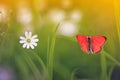 Natural background with little orange butterfly sitting on gree Royalty Free Stock Photo