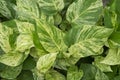 Natural background of Mable queen plants Epipremnum aureum, beautiful green leaves with heart-shaped.