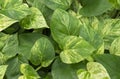 Natural background of Mable queen plants (Epipremnum aureum), beautiful green, white and golden leaves.