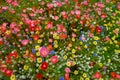 Summer meadow edge to edge full of vibrant wildflowers