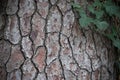 Natural background made of a closeup of brown tree bark with wide grooves Royalty Free Stock Photo