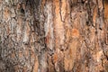 Natural background made of a closeup of brown tree bark with wide grooves. Royalty Free Stock Photo