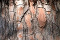 Natural background made of a closeup of brown tree bark with wide grooves. Royalty Free Stock Photo