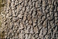 Natural background made of a closeup of brown tree bark with wide grooves Royalty Free Stock Photo