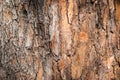 Natural background made of a closeup of brown tree bark with wide grooves Royalty Free Stock Photo