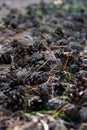 Natural background made of lots of pine cones on the ground sunlit by bright sun beams in coniferous wood